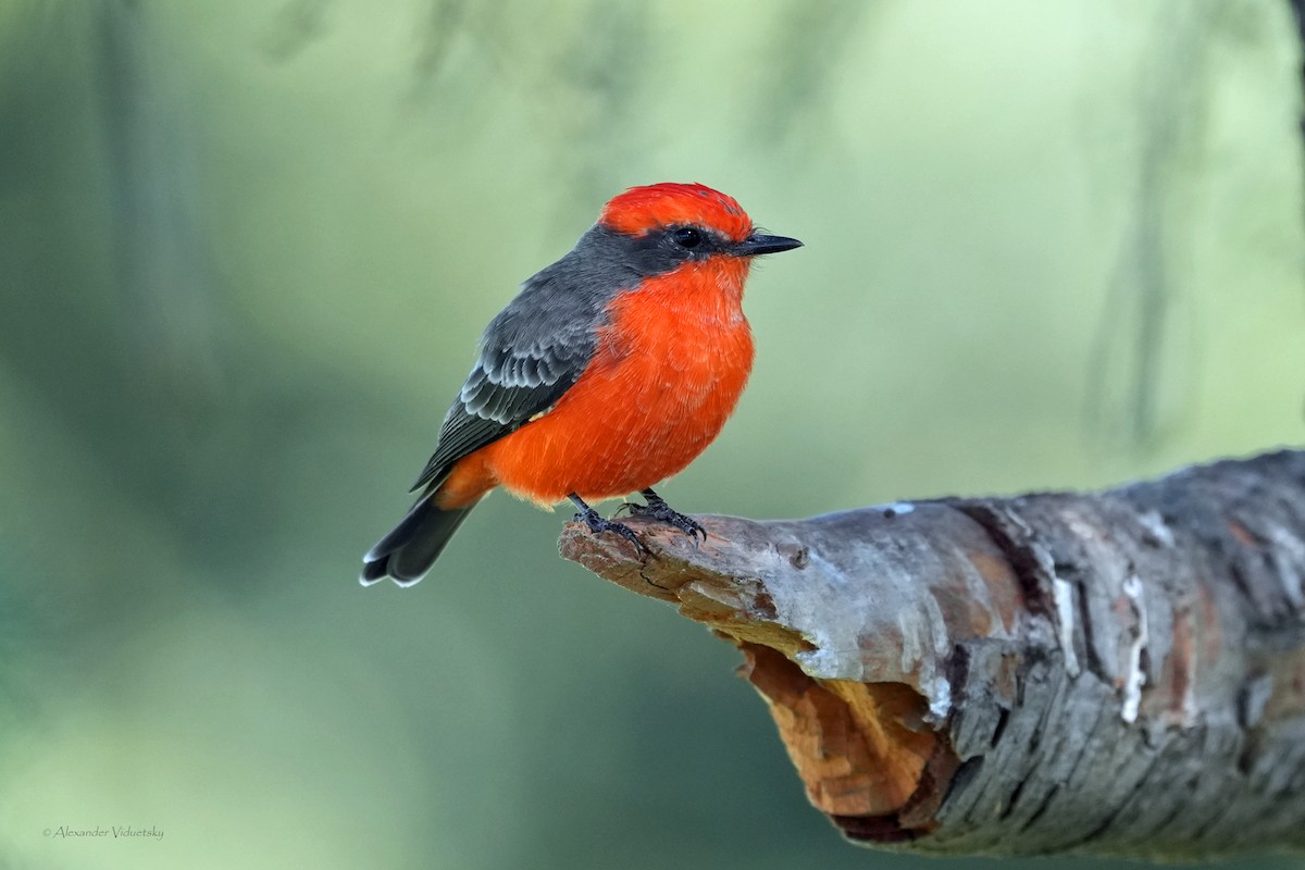 Vermilion Flycatcher - ML643006946