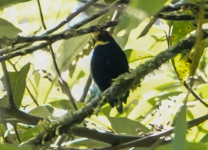 Golden-winged Manakin - ML643006983
