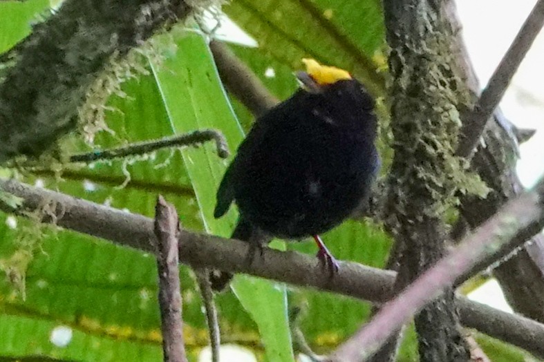 Golden-winged Manakin - ML643006984