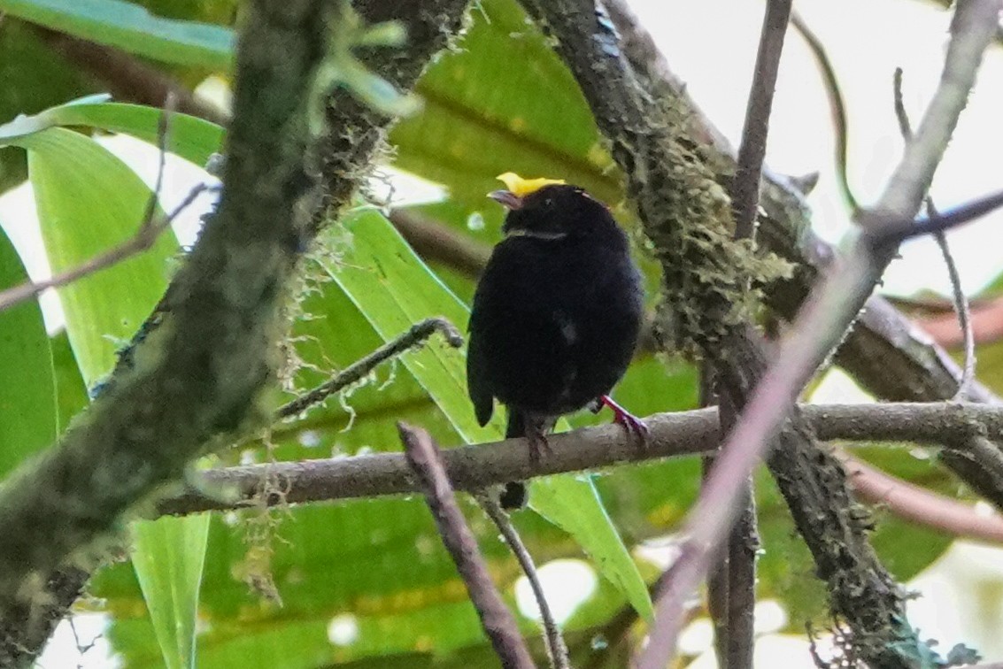 Golden-winged Manakin - ML643006986