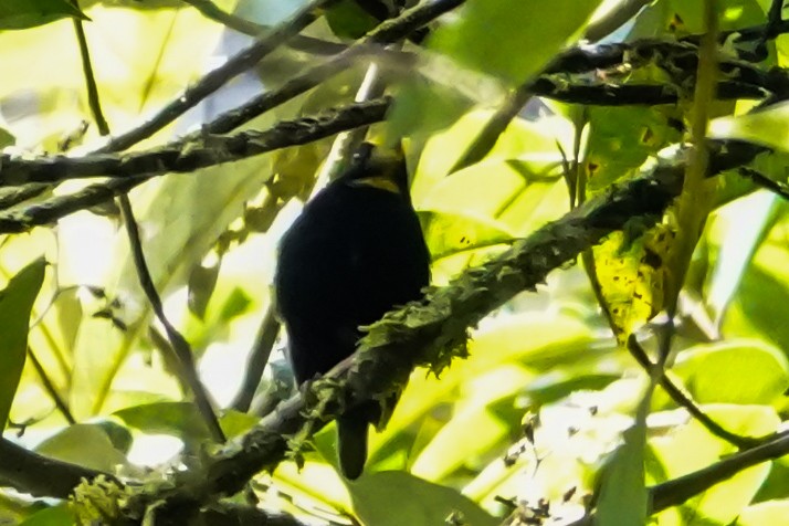 Golden-winged Manakin - ML643006987