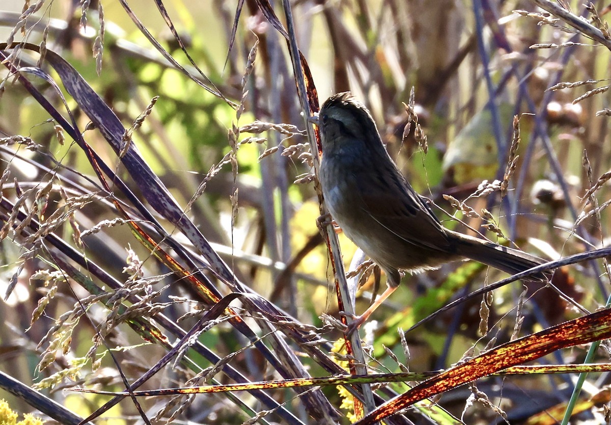 Swamp Sparrow - ML643007001