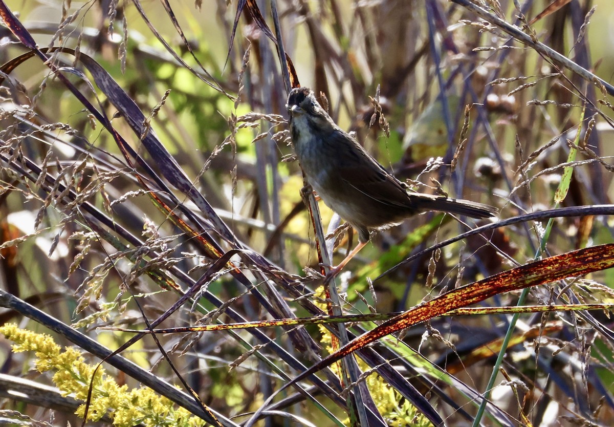 Swamp Sparrow - ML643007003