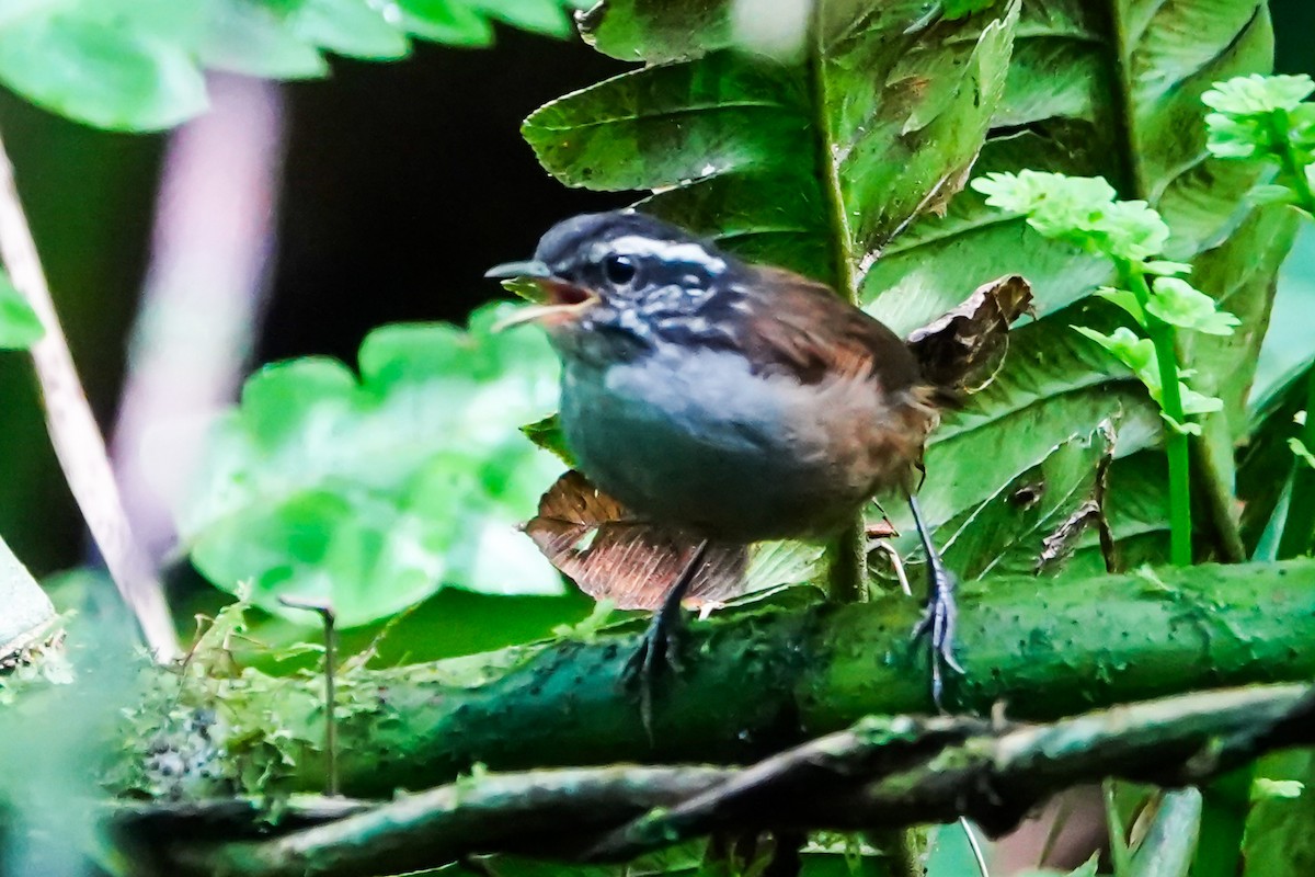 Gray-breasted Wood-Wren - ML643007015