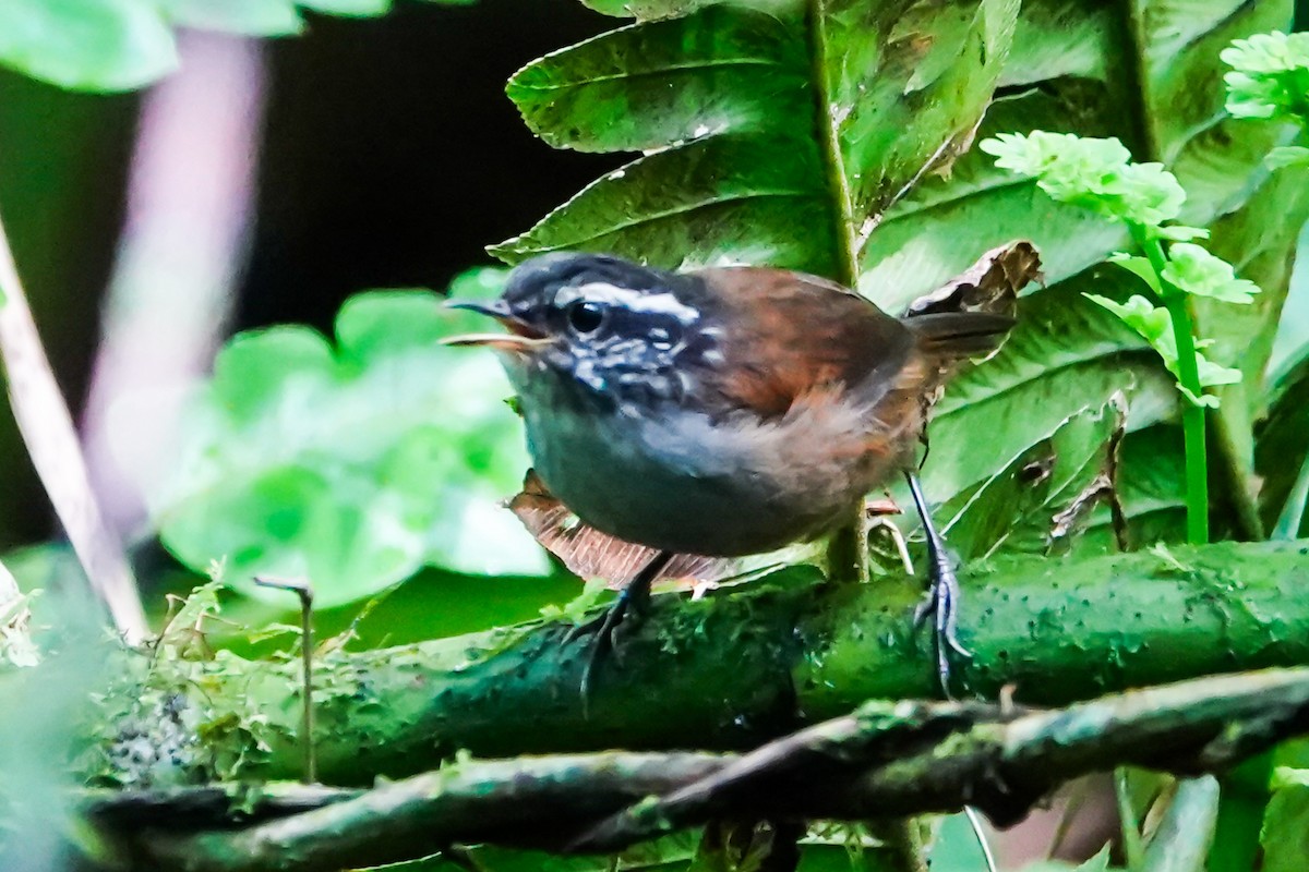 Gray-breasted Wood-Wren - ML643007016