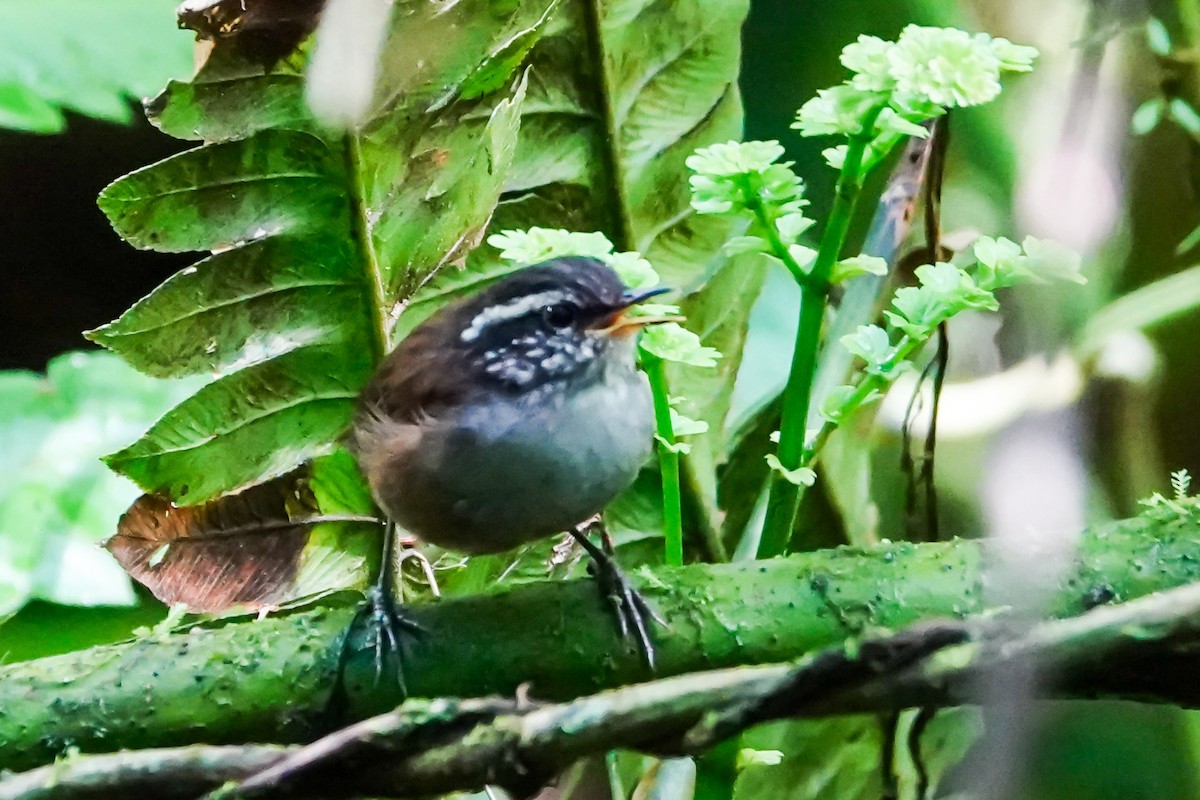Gray-breasted Wood-Wren - ML643007017