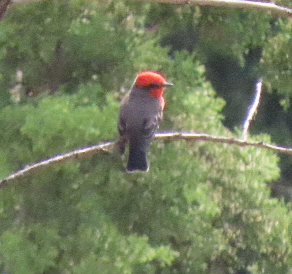 Vermilion Flycatcher - ML643007030