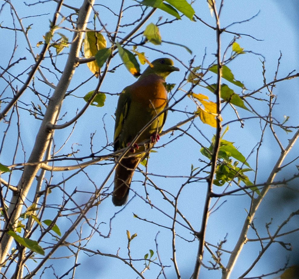 Orange-breasted Green-Pigeon - ML643007035