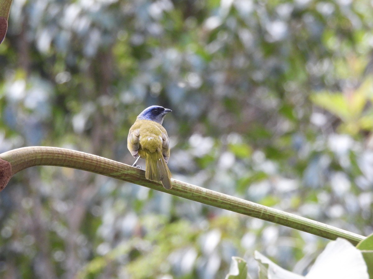 Blue-capped Tanager - ML643007038