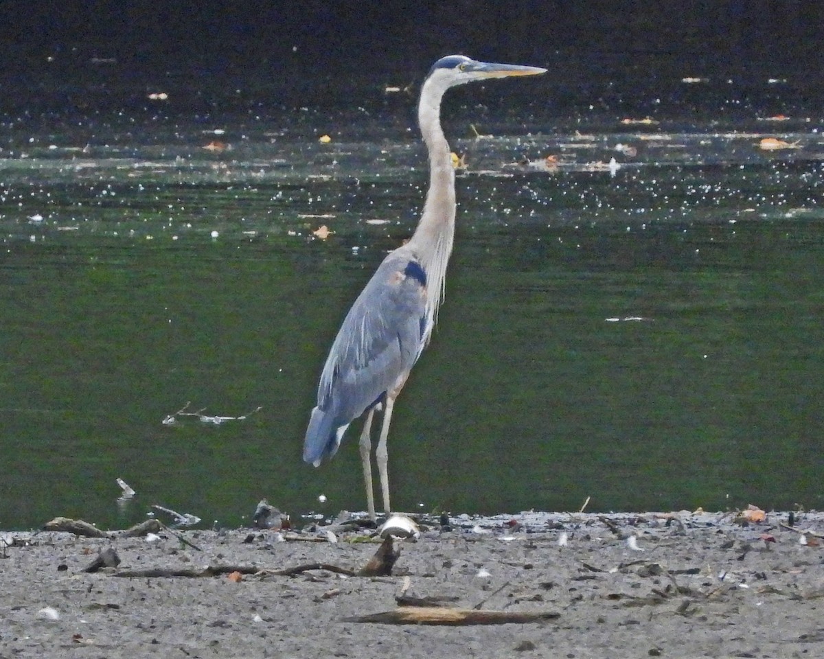 Great Blue Heron - ML643007052