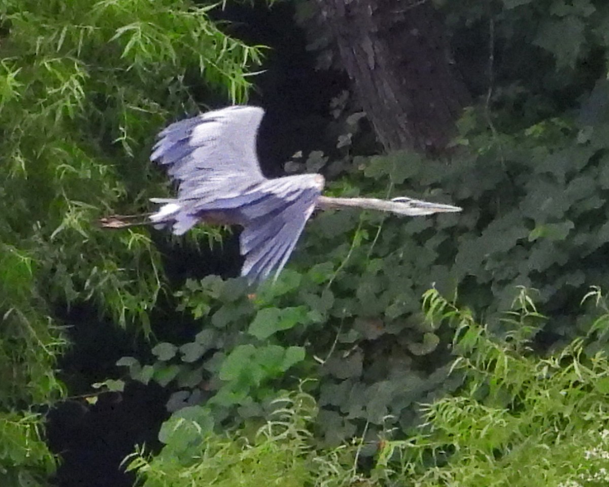 Great Blue Heron - ML643007057