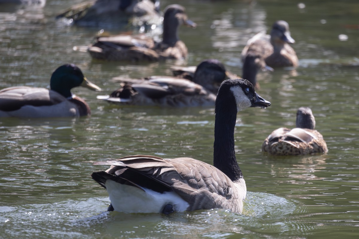 Canada Goose - ML643007072