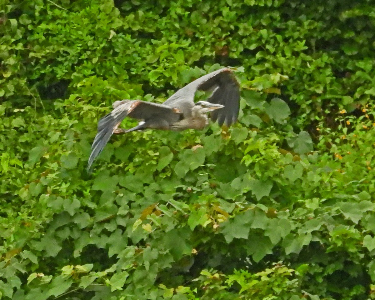 Great Blue Heron - ML643007076
