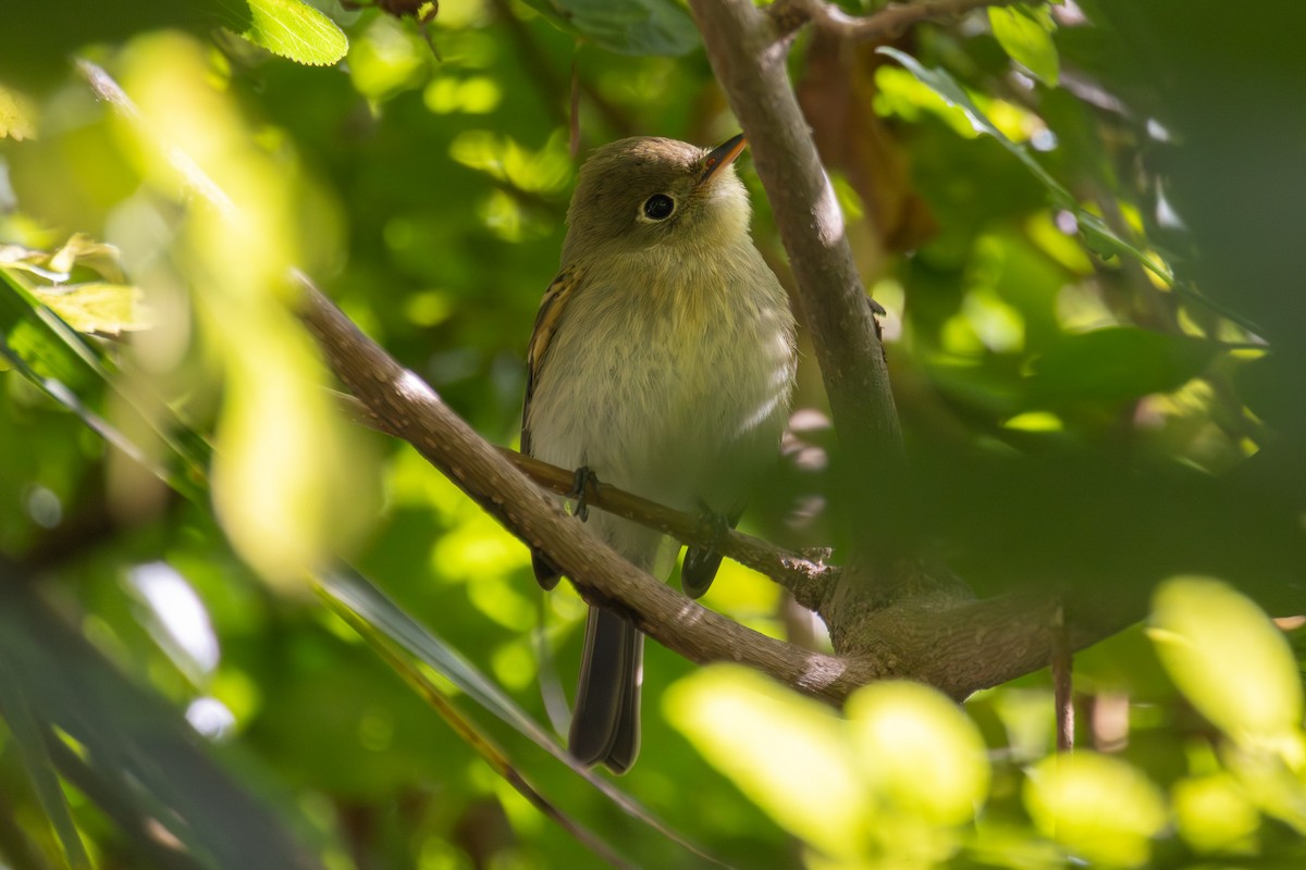 Western Flycatcher (Pacific-slope) - ML643007094