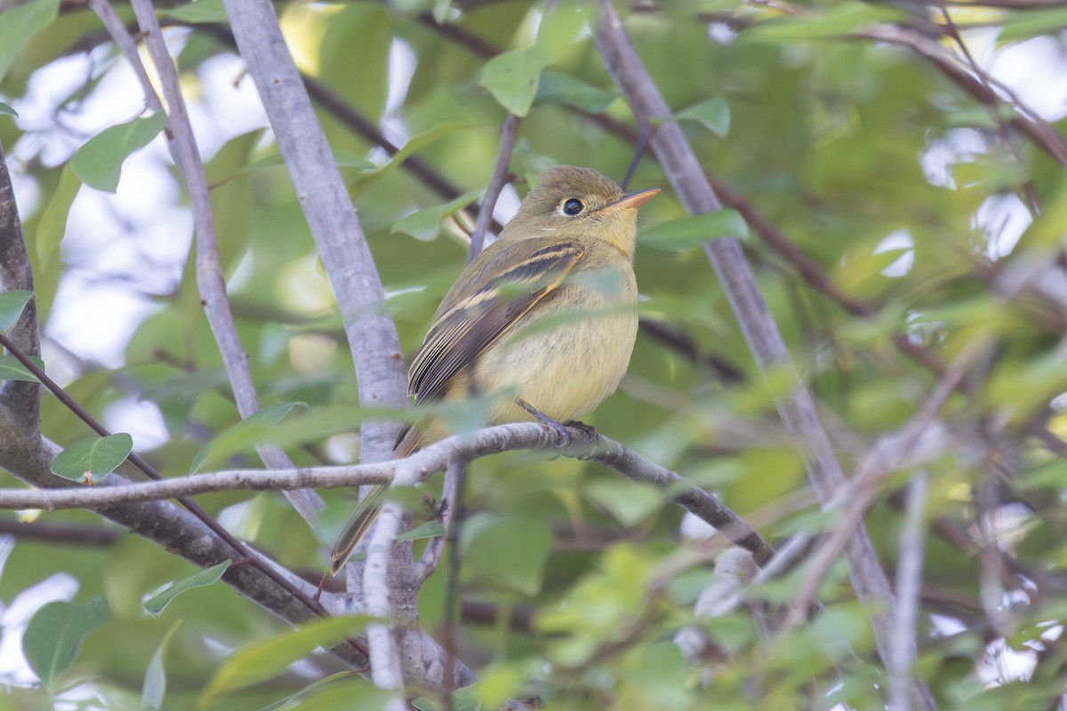Western Flycatcher (Pacific-slope) - ML643007095