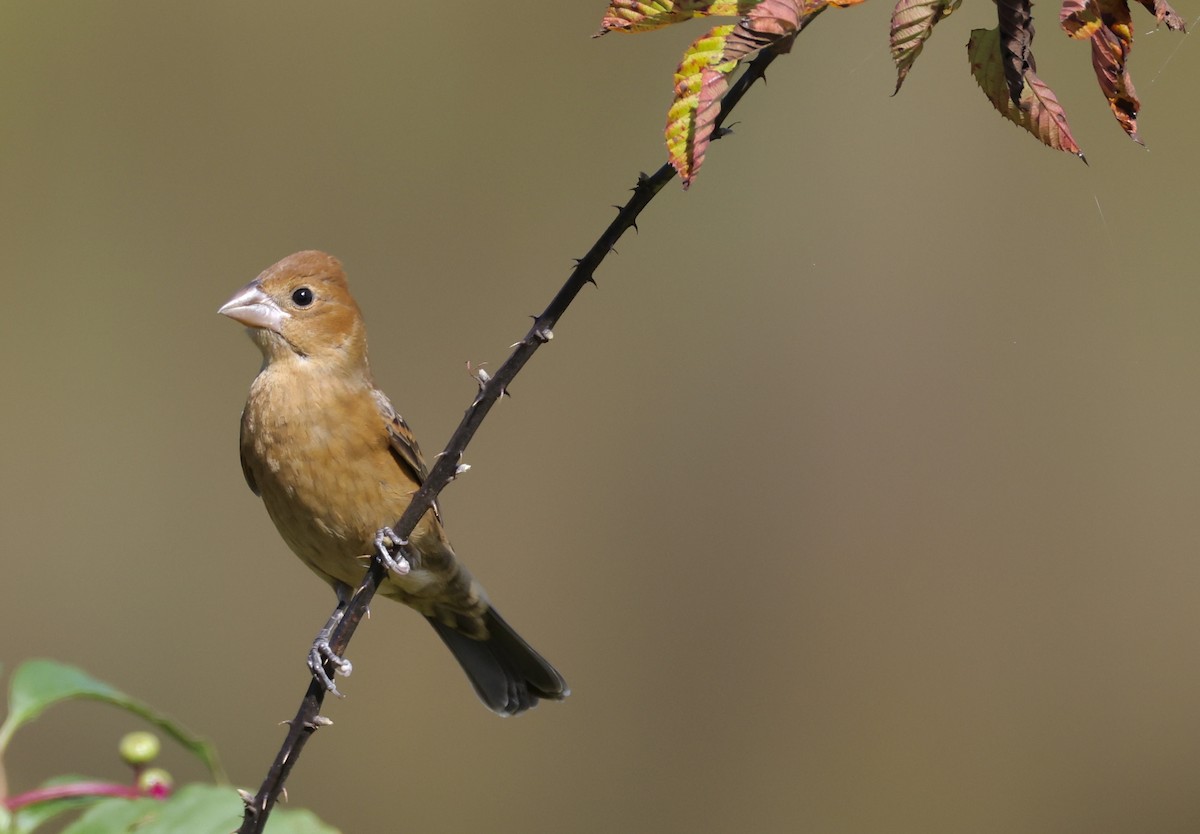 Blue Grosbeak - ML643007097