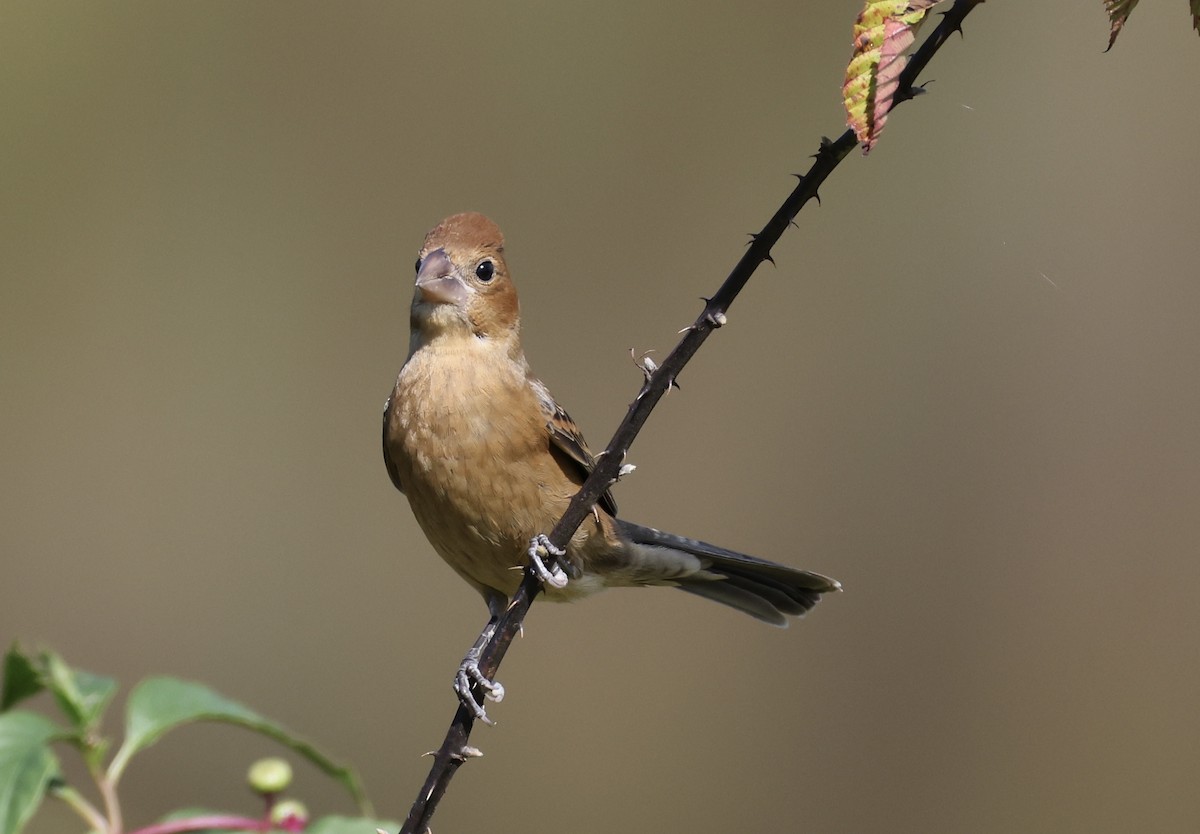 Blue Grosbeak - ML643007098