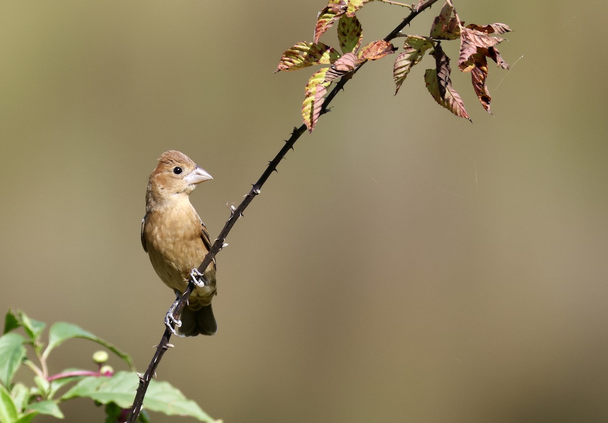 Blue Grosbeak - ML643007099