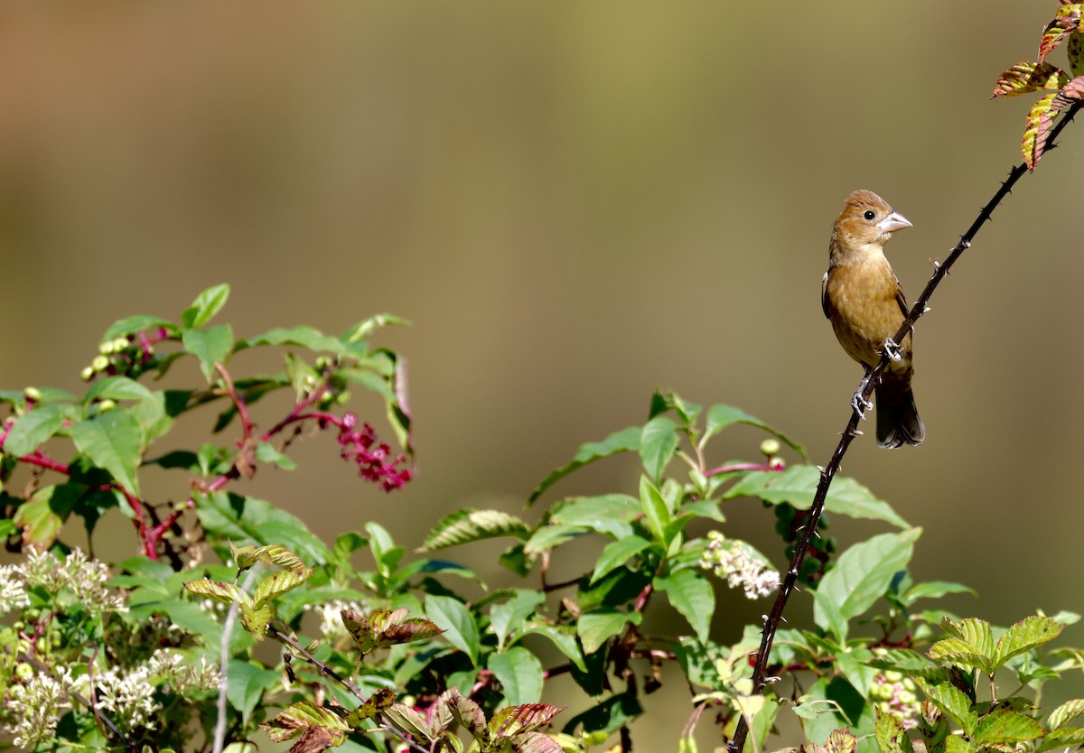 Blue Grosbeak - ML643007100