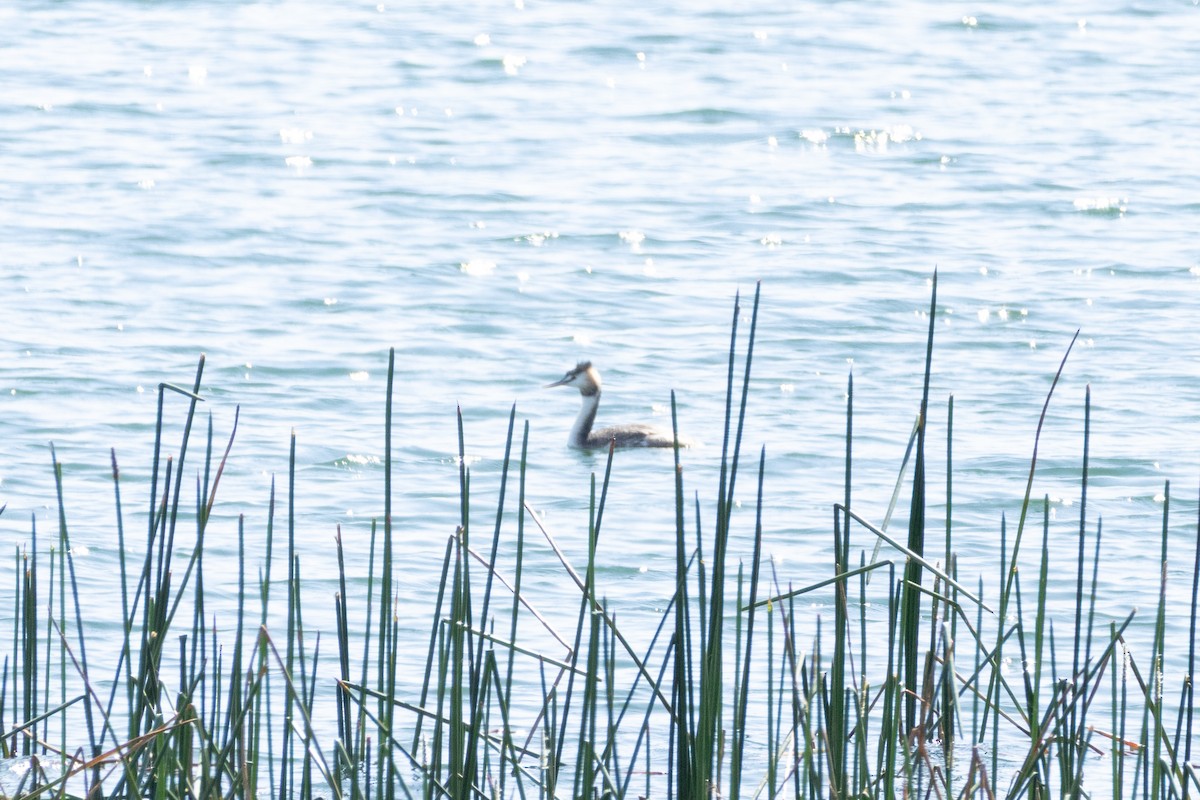 Great Crested Grebe - ML643007104