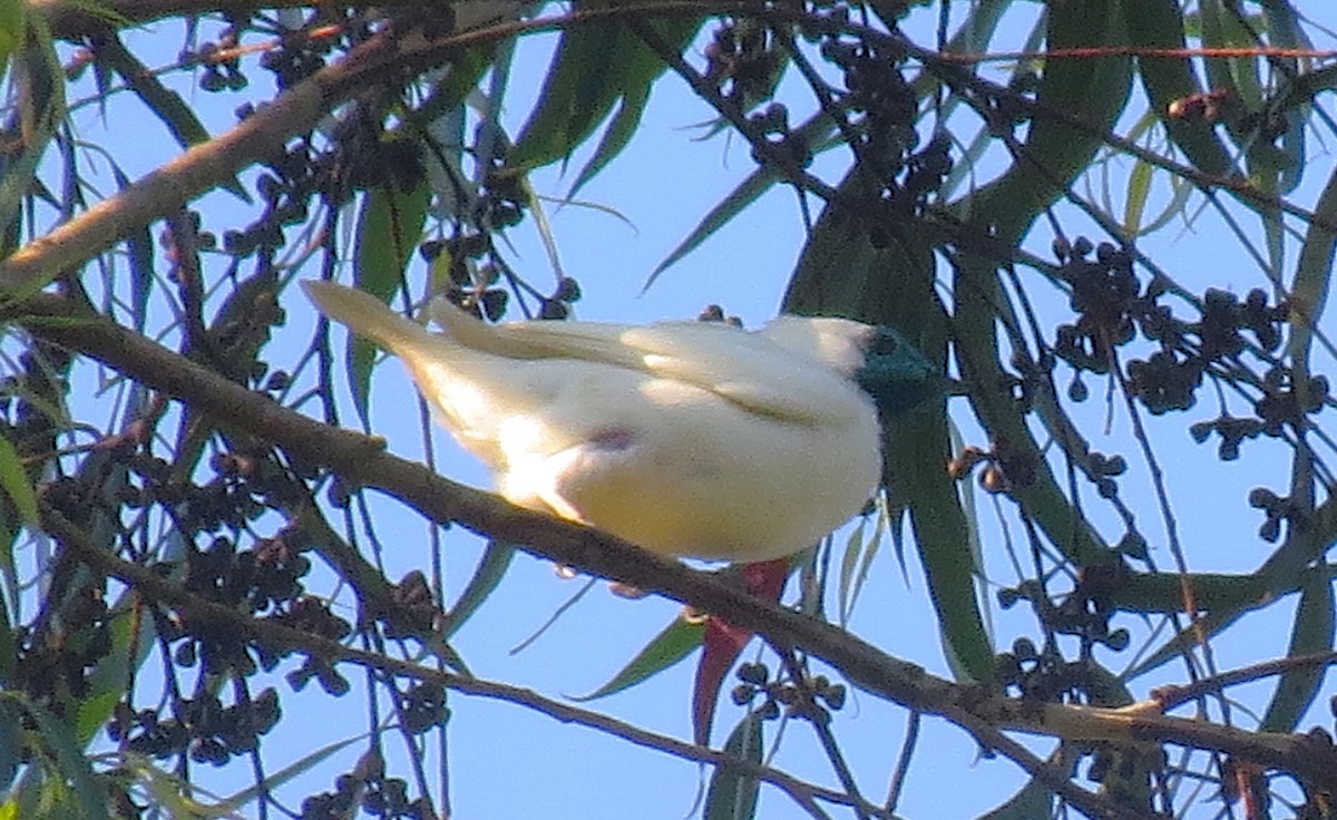 Bare-throated Bellbird - ML643007118