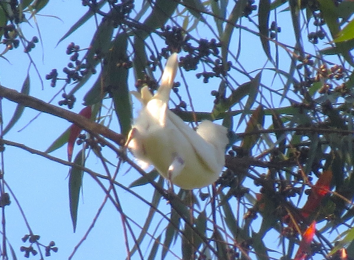 Bare-throated Bellbird - ML643007119
