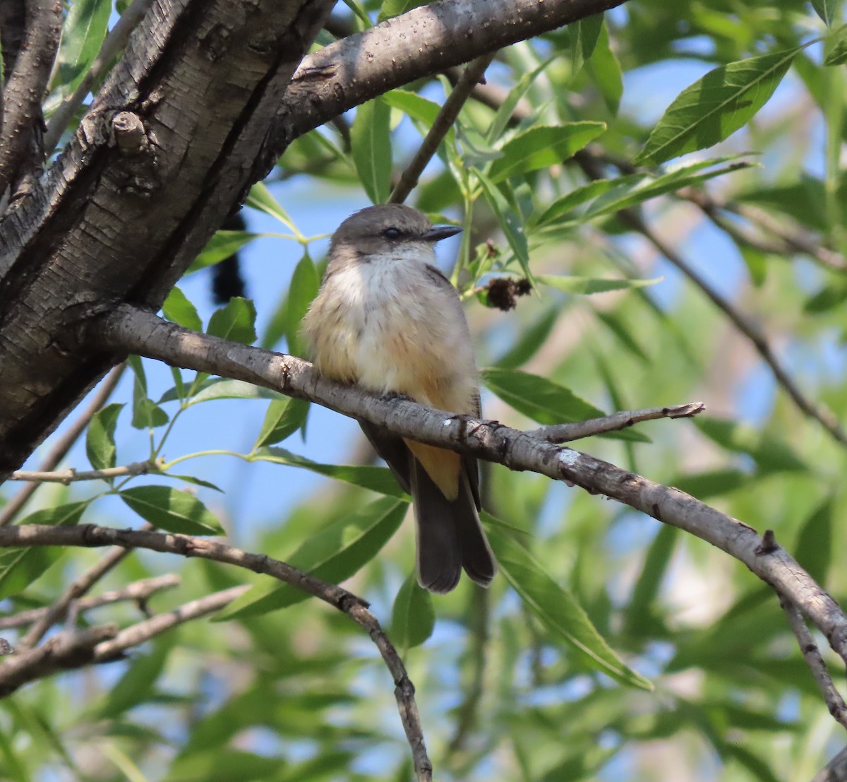 Vermilion Flycatcher - ML643007122