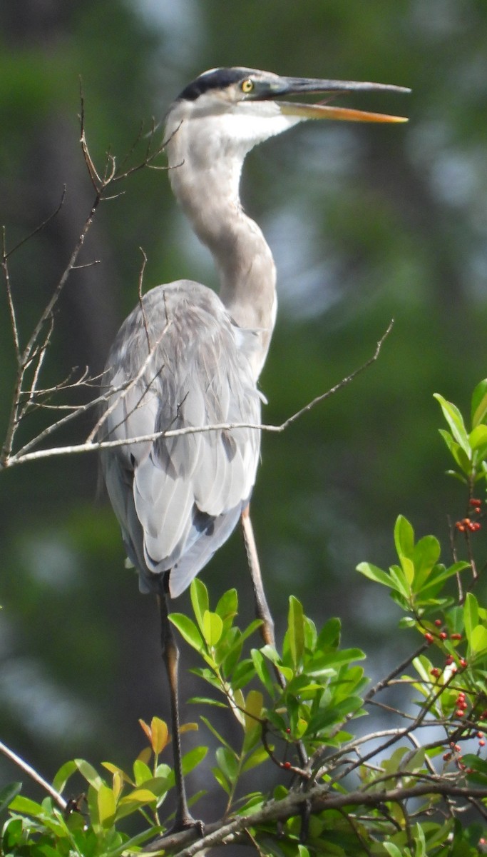 Great Blue Heron - ML643007124