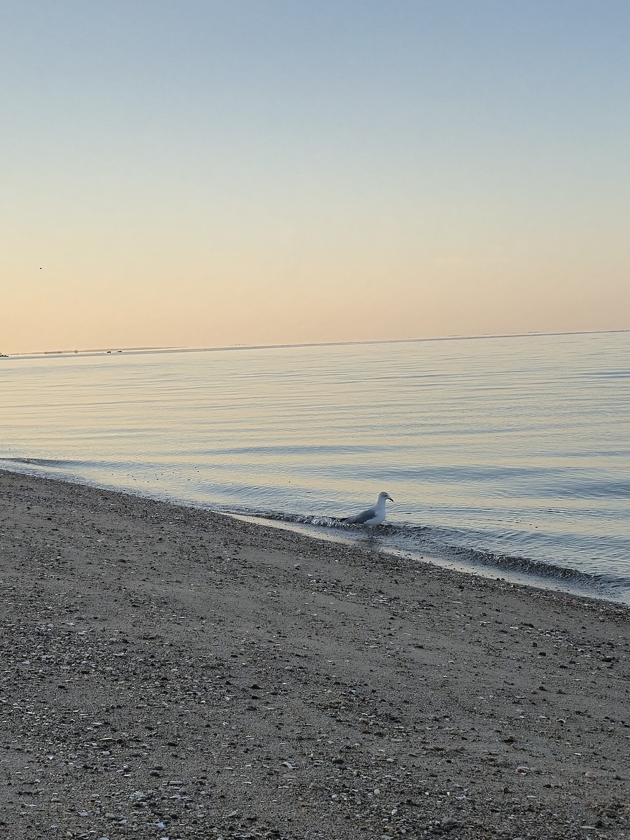 American Herring Gull - ML643007135