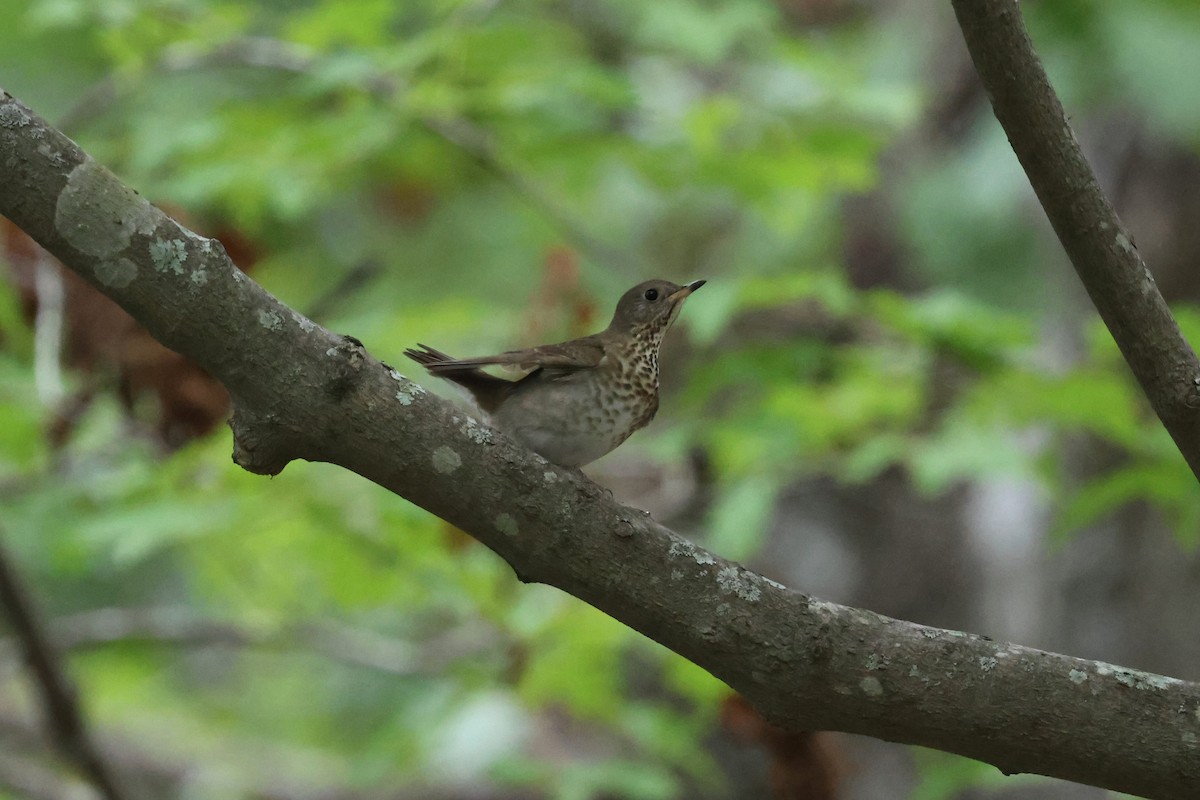 Gray-cheeked Thrush - ML643007137