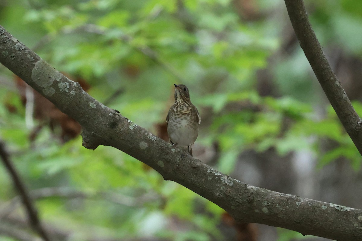 Gray-cheeked Thrush - ML643007150