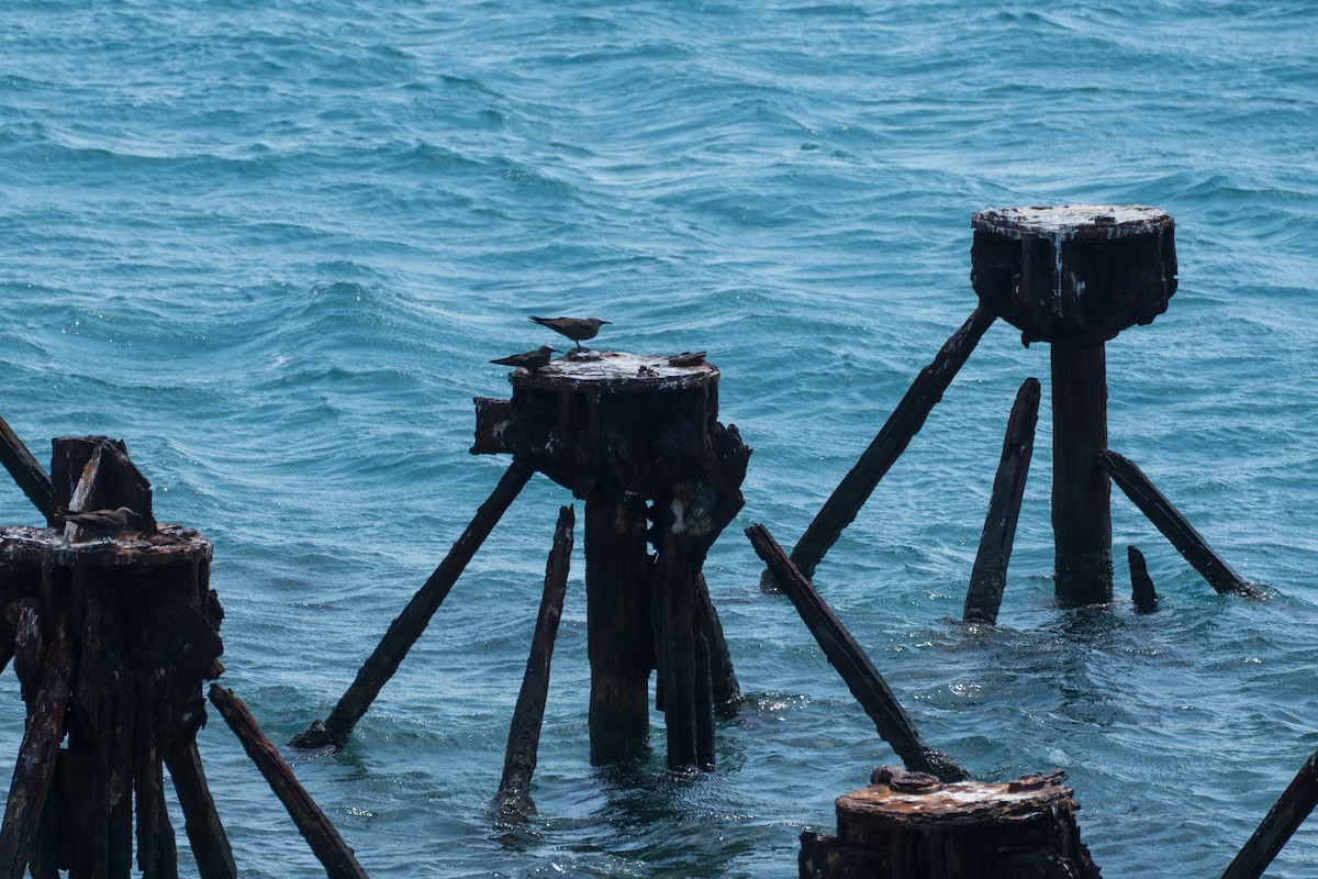 Black Noddy - ML643007167