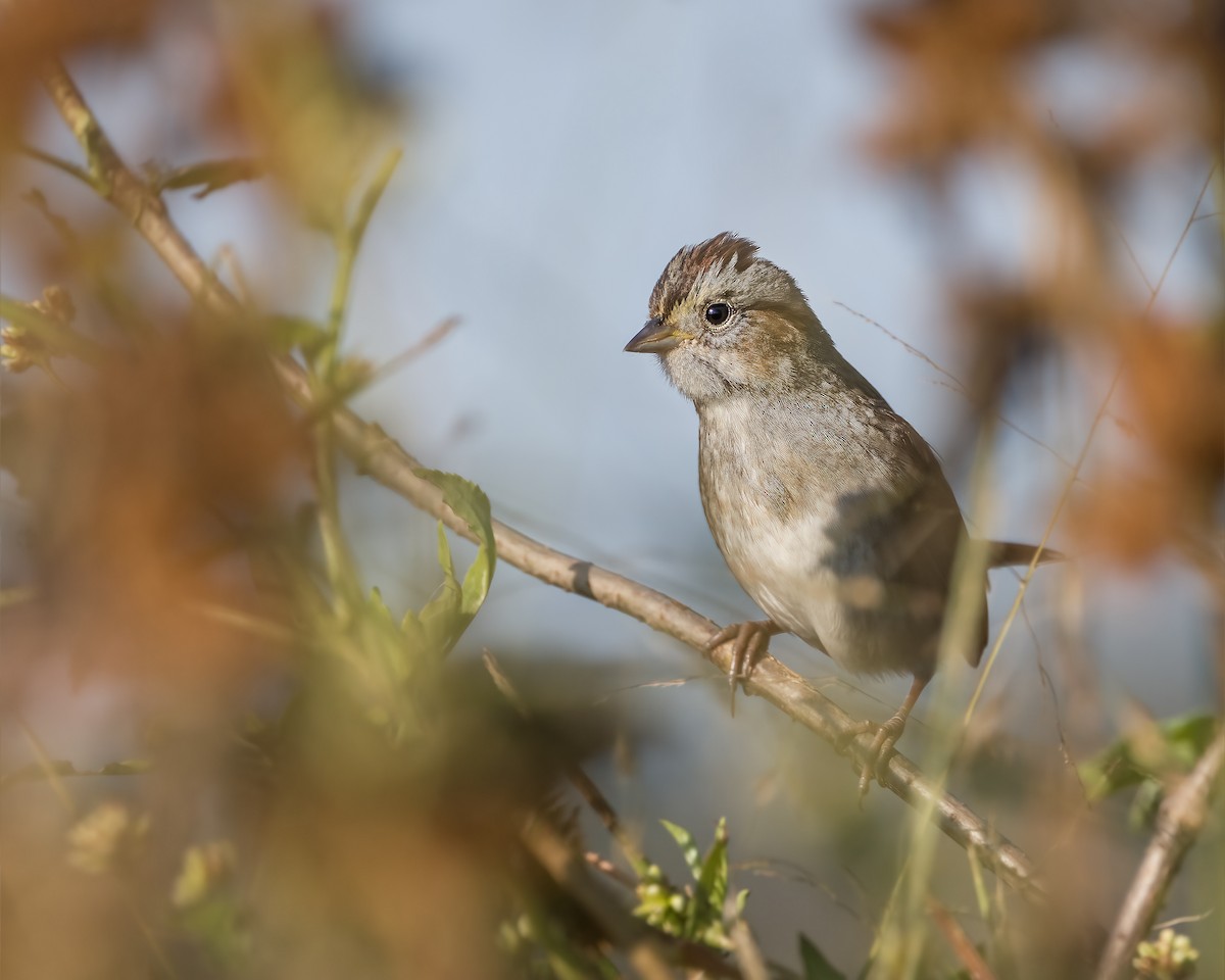 Swamp Sparrow - ML643007197