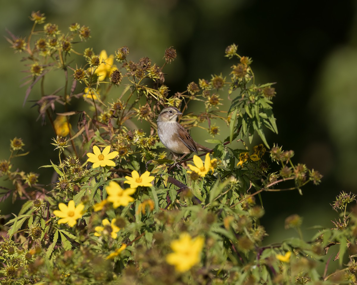 Swamp Sparrow - ML643007198