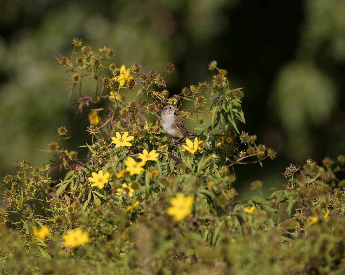 Swamp Sparrow - ML643007199