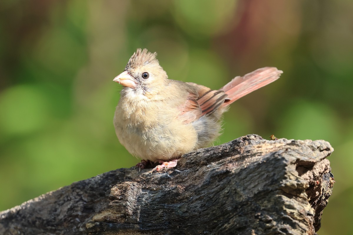 Northern Cardinal - ML643007207