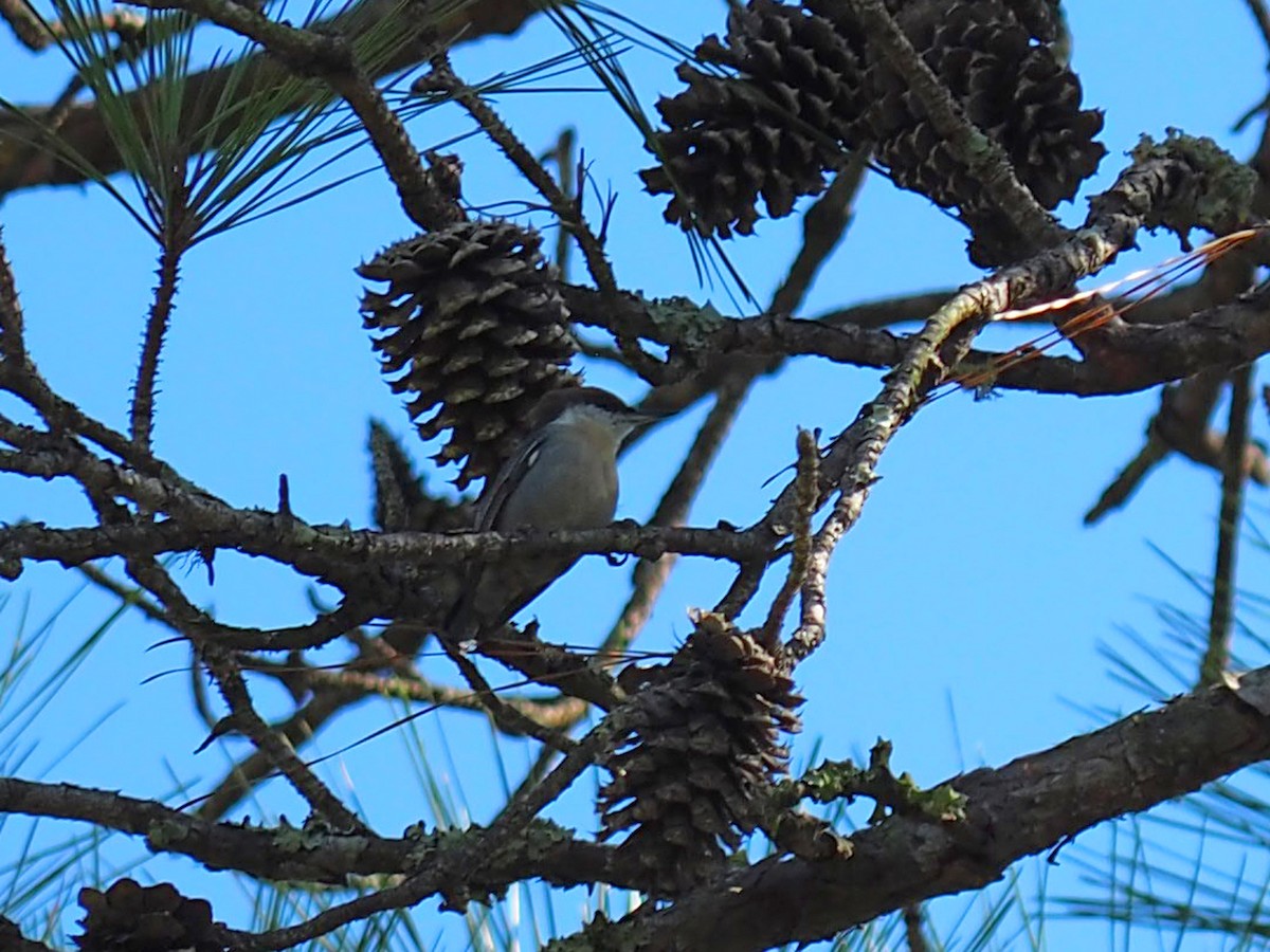 Brown-headed Nuthatch - ML643007208