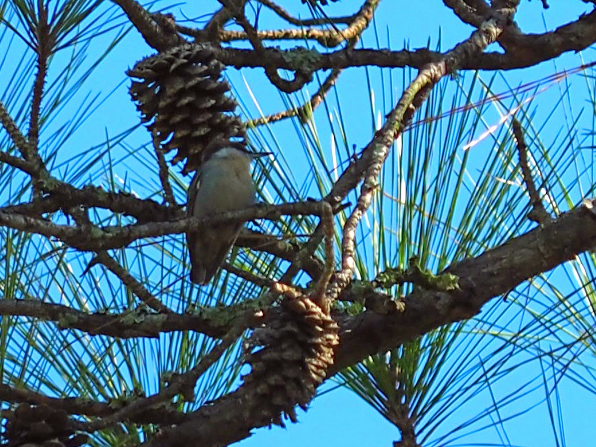 Brown-headed Nuthatch - ML643007209