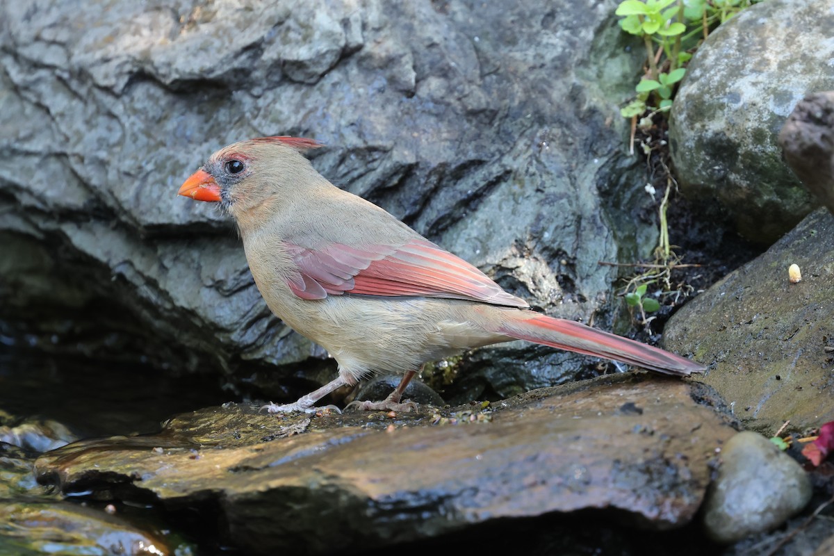Northern Cardinal - ML643007215