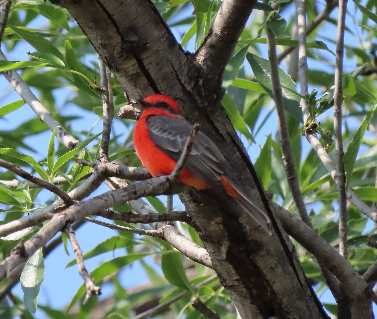Vermilion Flycatcher - ML643007216