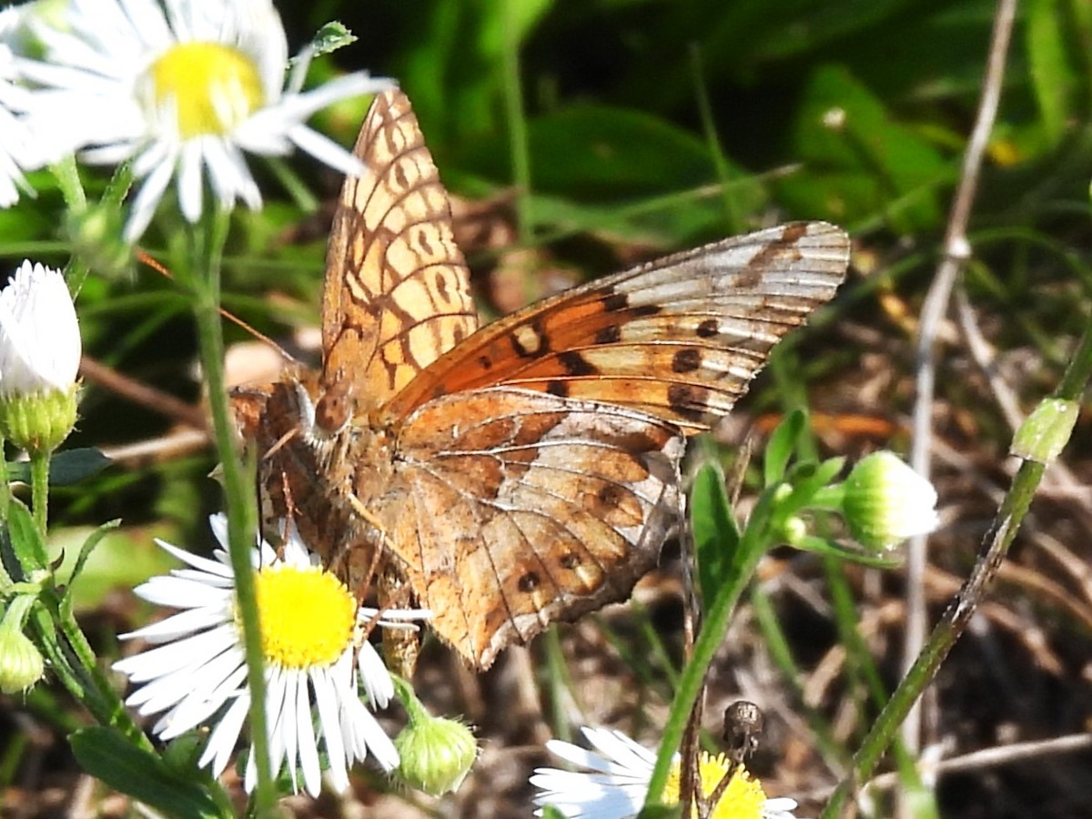 Animals - ML643007225