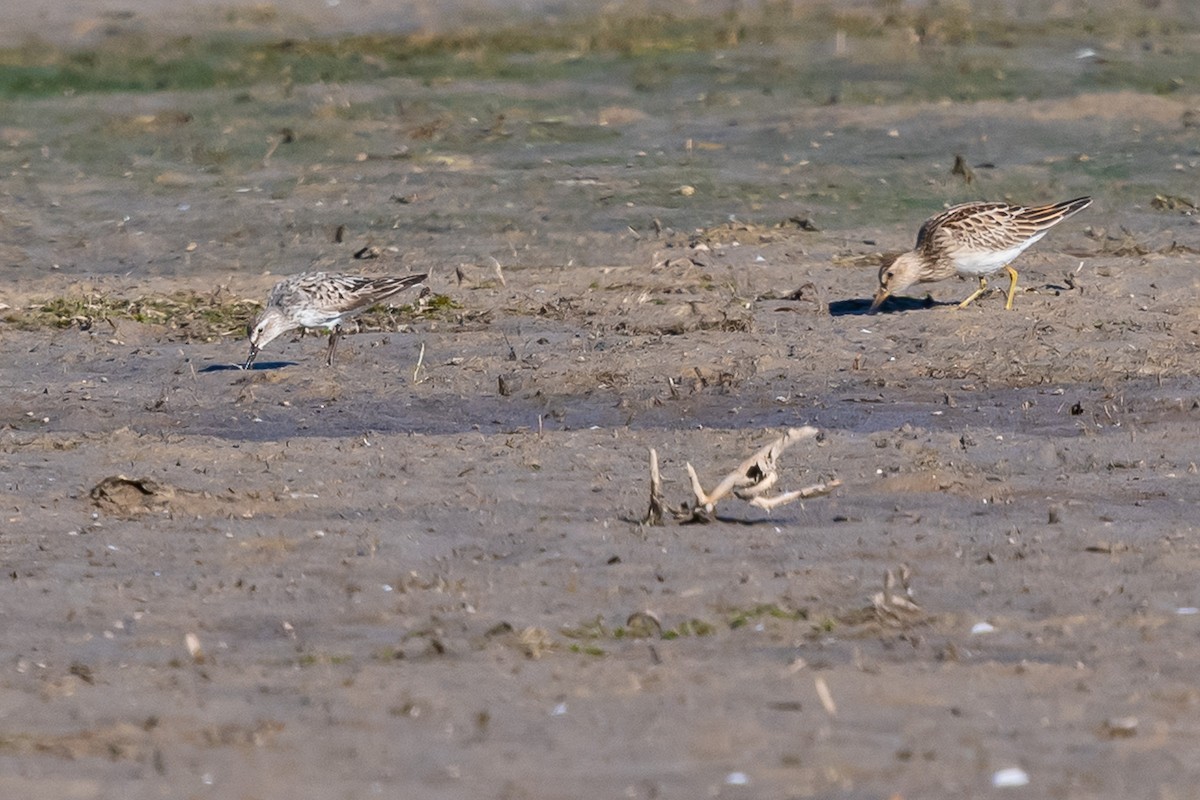 White-rumped Sandpiper - ML643007234