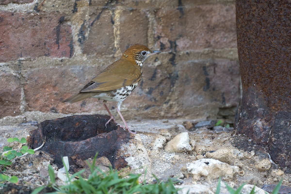 Wood Thrush - ML643007235