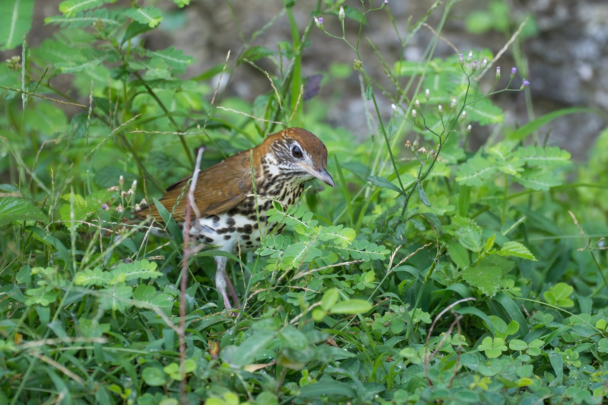 Wood Thrush - ML643007236