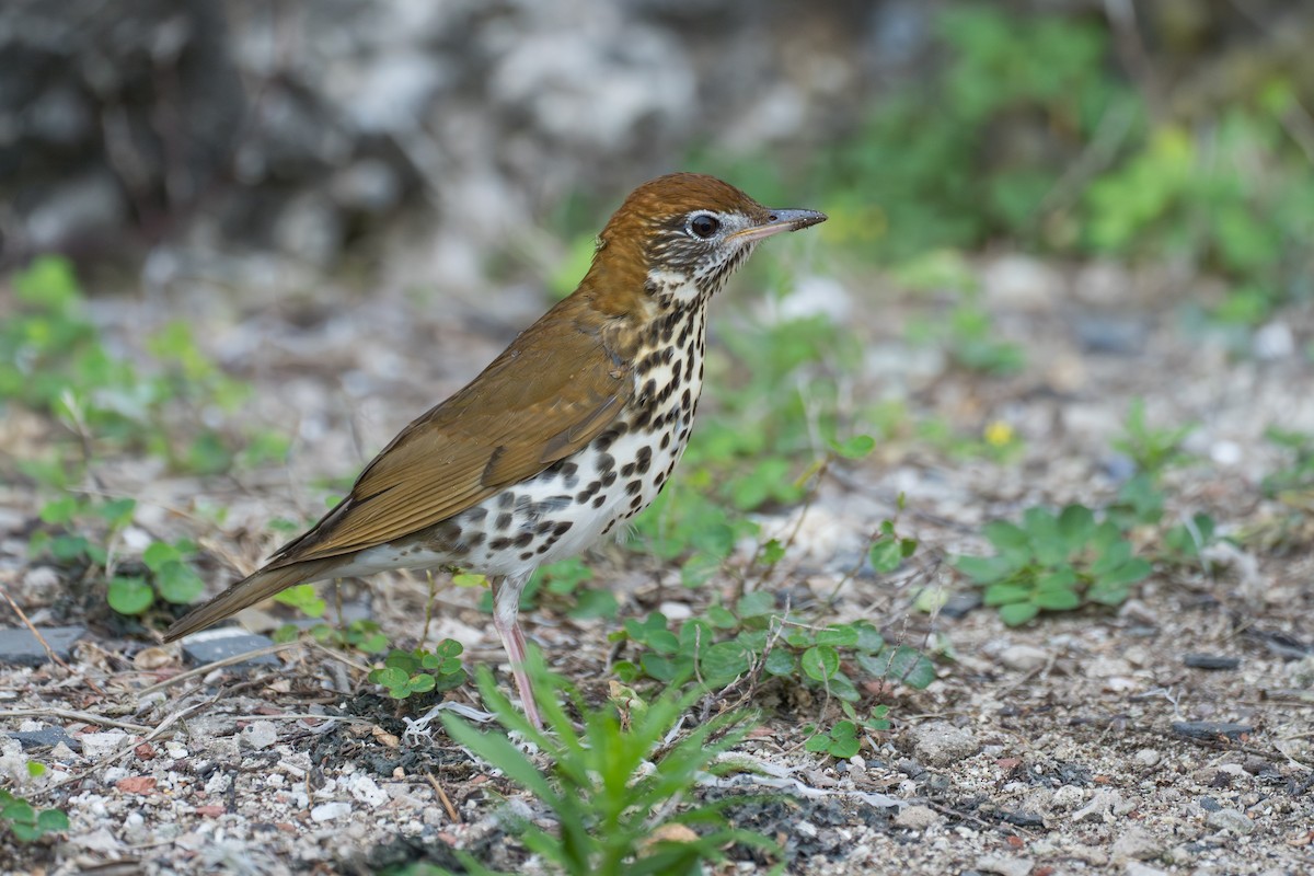 Wood Thrush - ML643007237