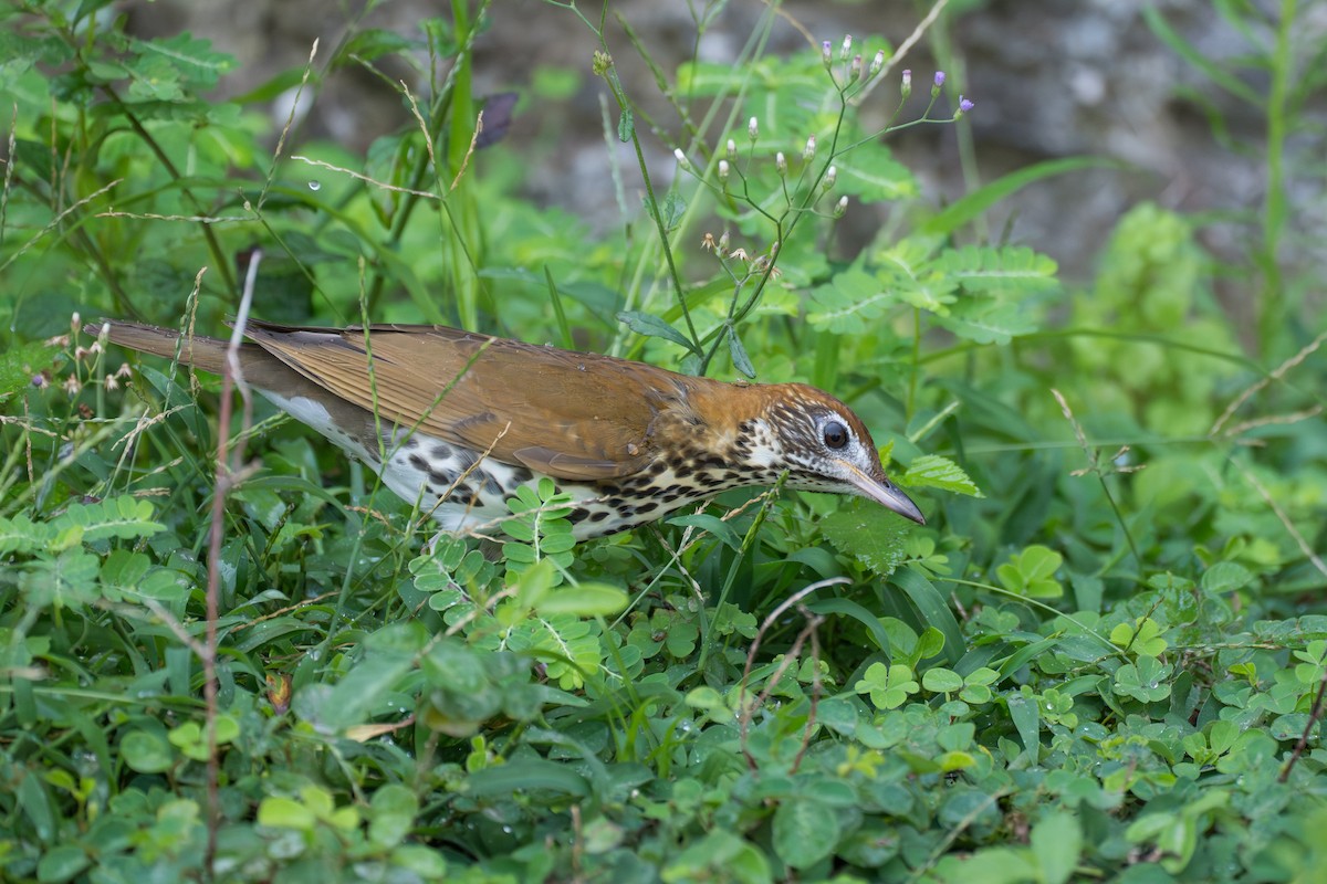 Wood Thrush - ML643007238