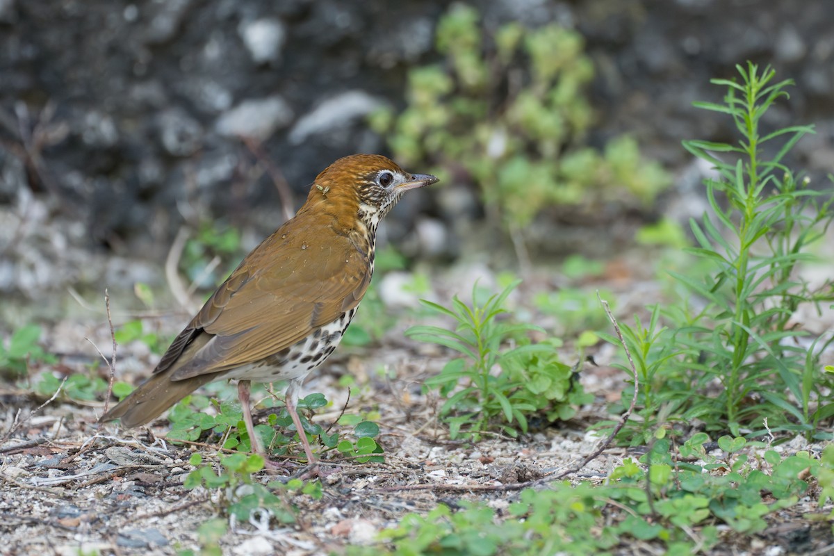 Wood Thrush - ML643007239