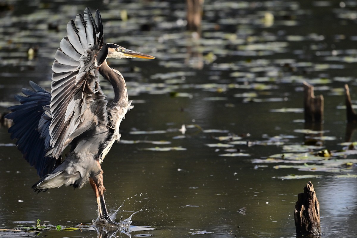 Great Blue Heron - ML643007257
