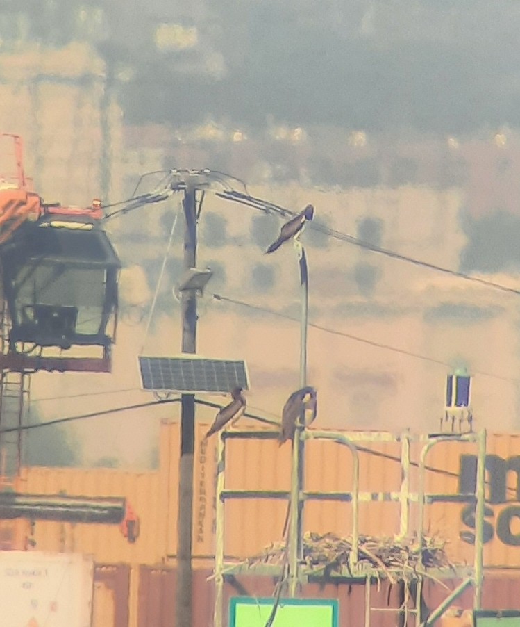 Brown Booby - ML643007276