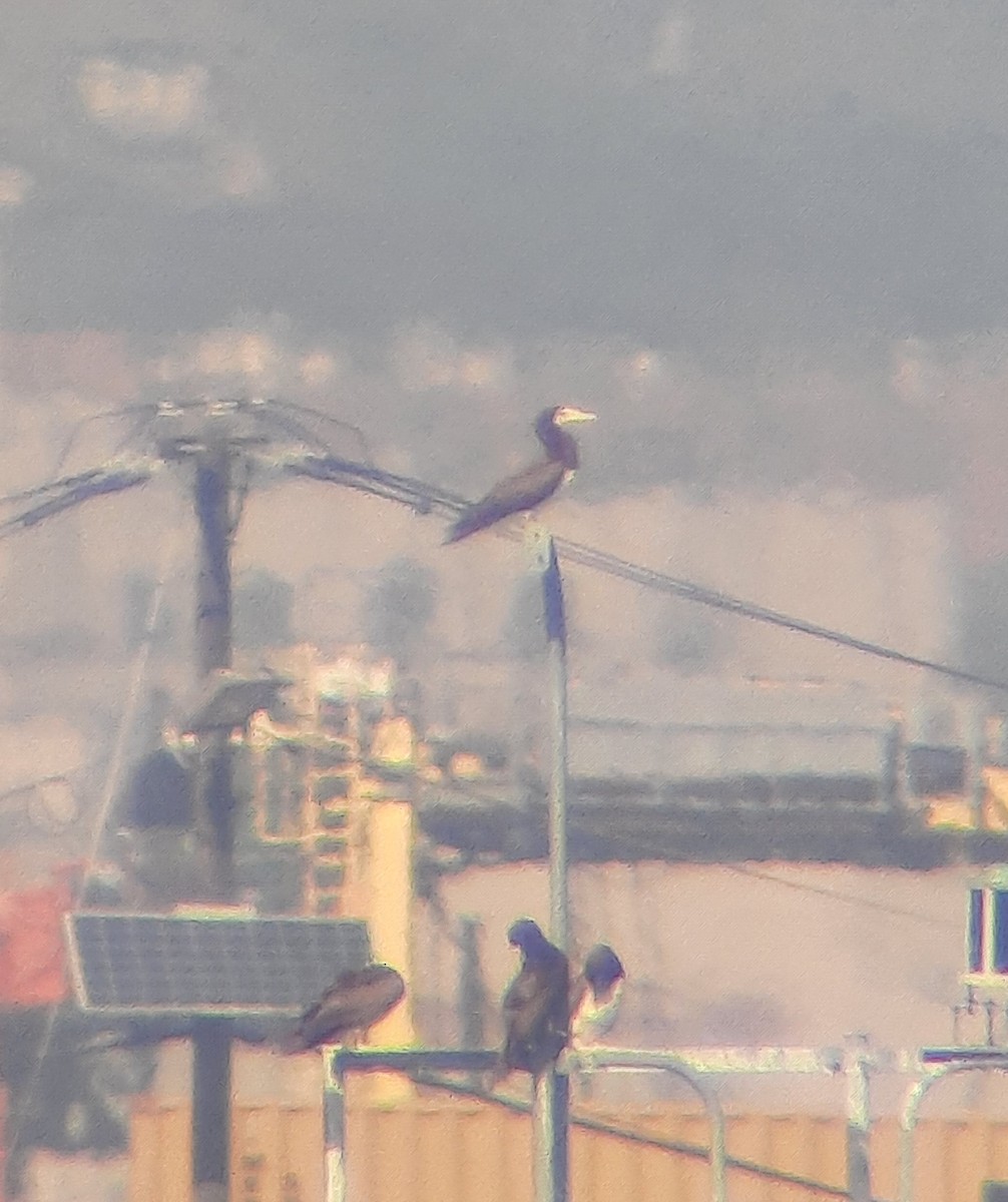 Brown Booby - ML643007277